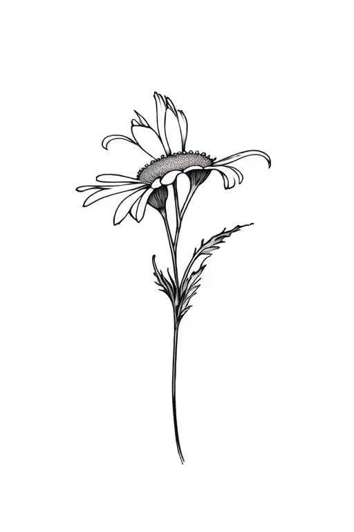 Fine Line Chrysanthemum Flower Black And White