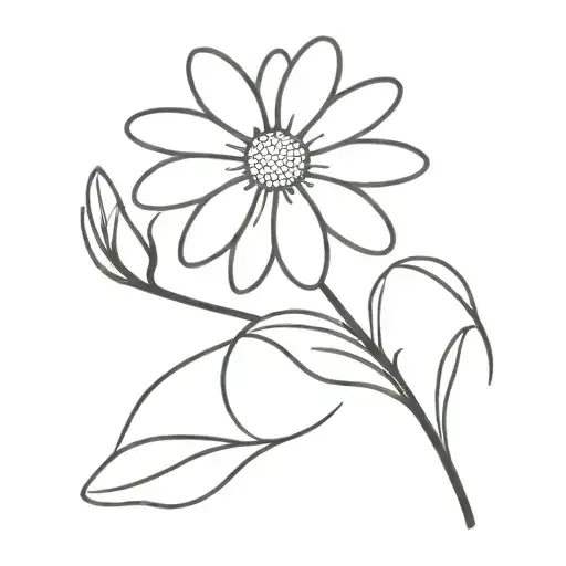 Daisy Flower Blooming