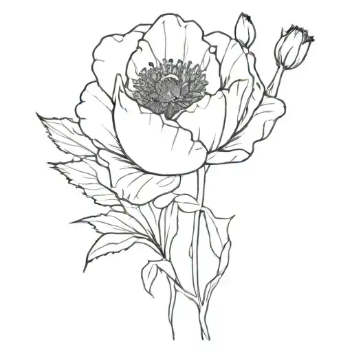 Poppy Flower Rose Flower Daffodil Flower