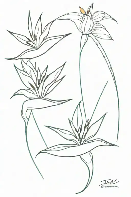 Bird Of Paradise Fine Line