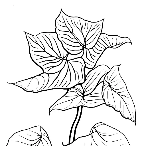 One Line Alocasia Plant