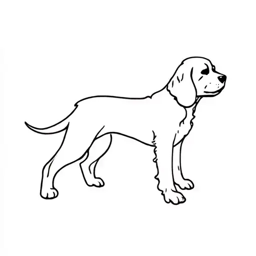 King Charles Cavalier Dog