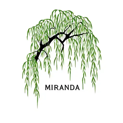 Weeping Willow Tree With The Name Miranda