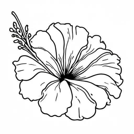 Hibiscus Flower Blooming