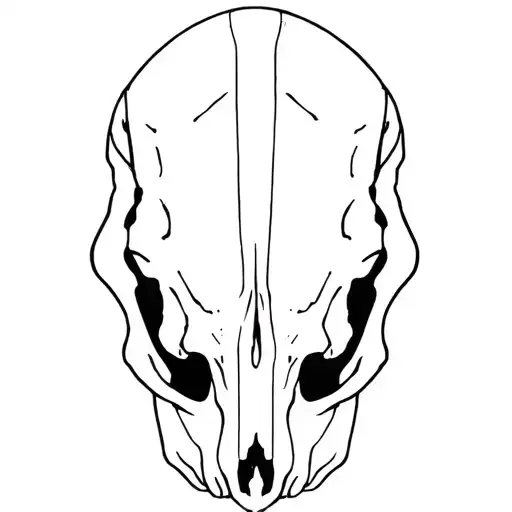 Animal Skull