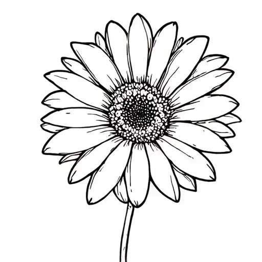 Gerbera Flower From Above