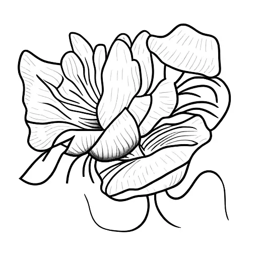 Poppy Flowers On A Vine