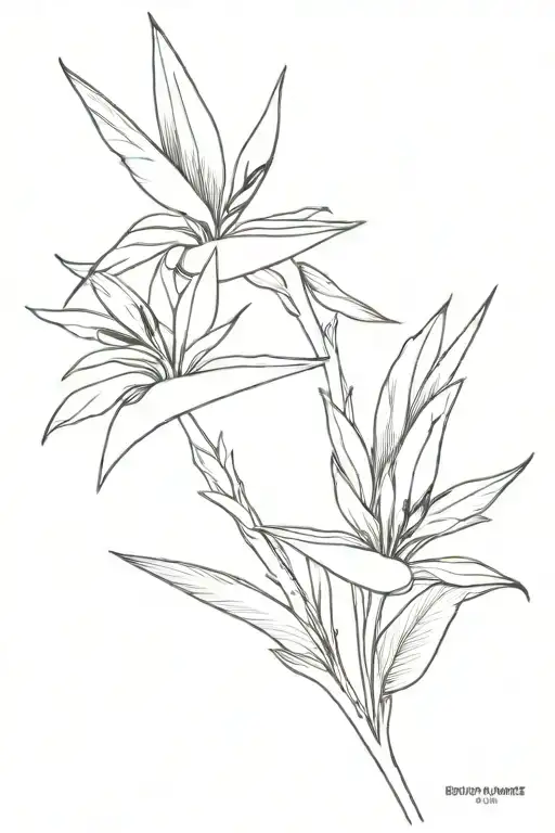 Bird Of Paradise Papua New Guinea