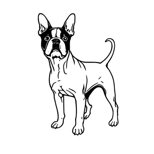 Boston Terrier Standing Proud