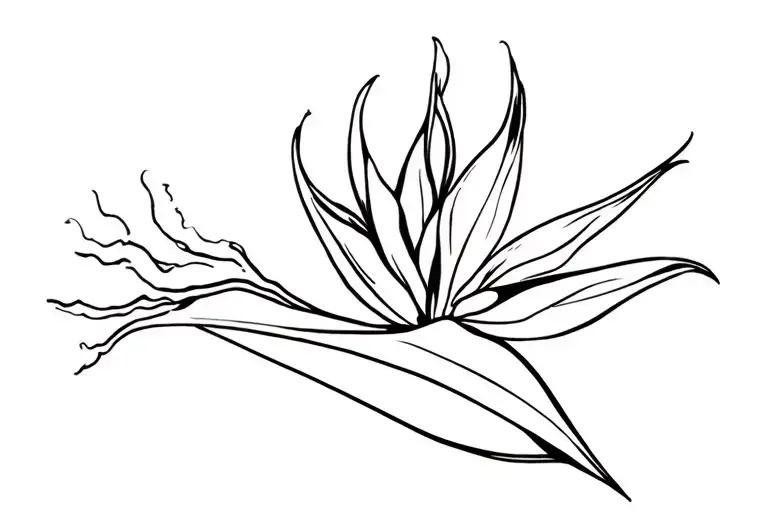 Bird Of Paradise Flower