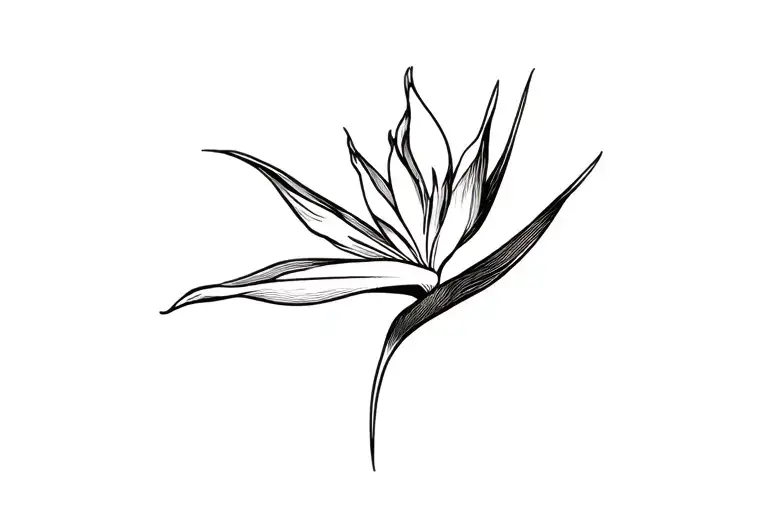 Bird Of Paradise Flower Blooming