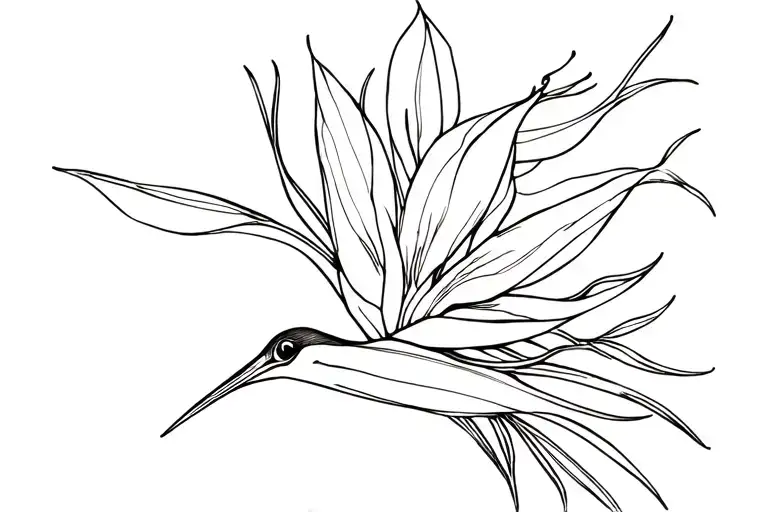 Bird Of Paradise Flower Blooming