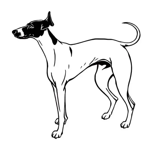 Whippet Dog