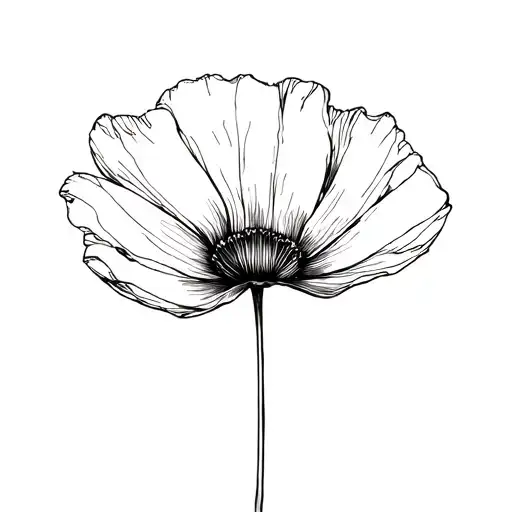 Poppy Which Represents Our Ephemeral Passage