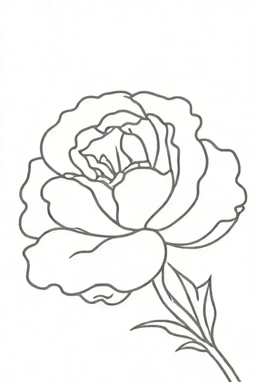 Carnation Flower