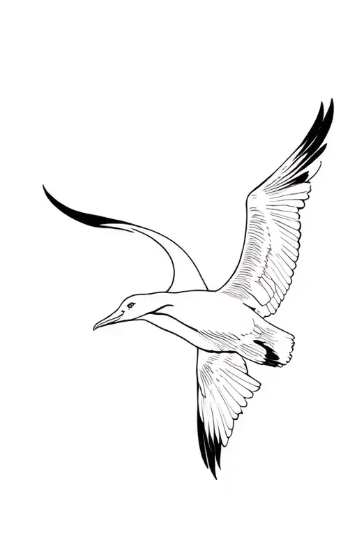 Albatross Flying