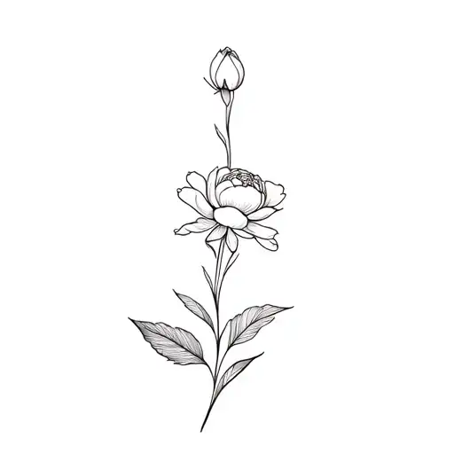 A Peony Flower