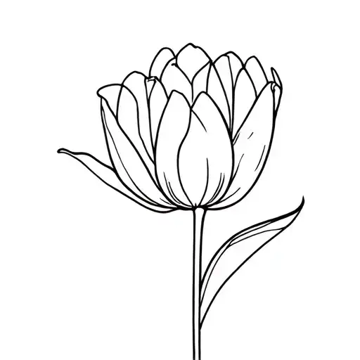 Tulip Flower
