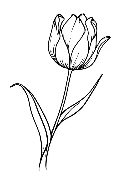 Tulip Flower