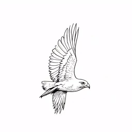 British Red Kite Bird