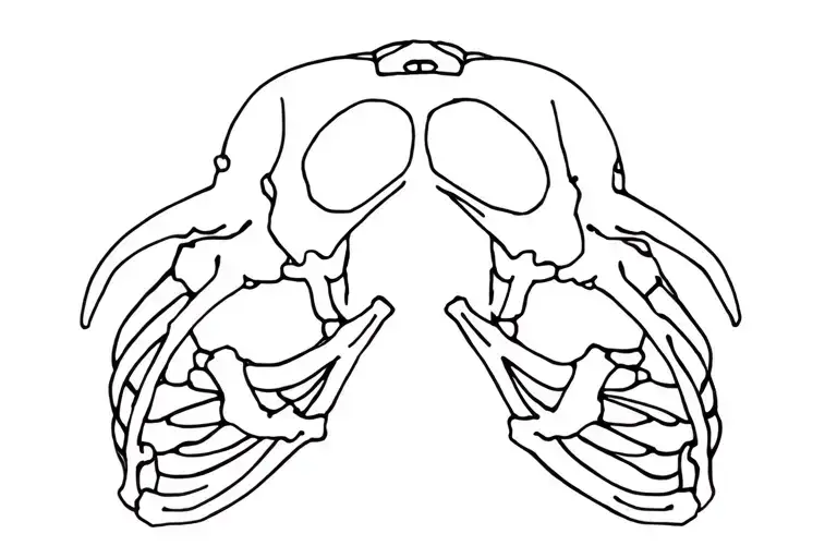 Skeleton
