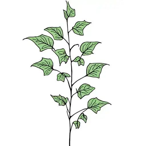 Ivy Plant