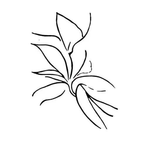 Guyane Guyane Guadeloupe Kitchen