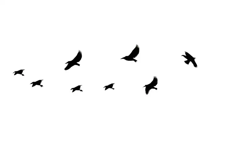 Several Small Crows Flying