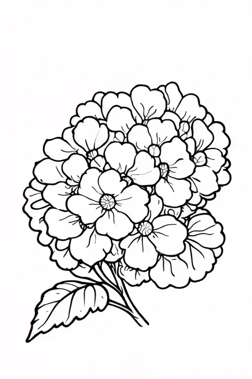 Hydrangea