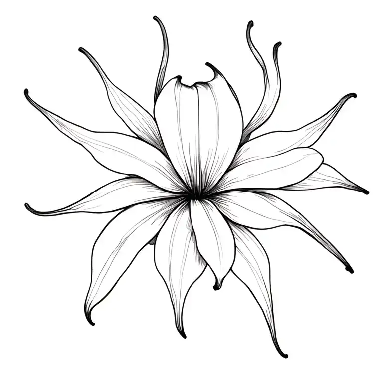 Spider Lily