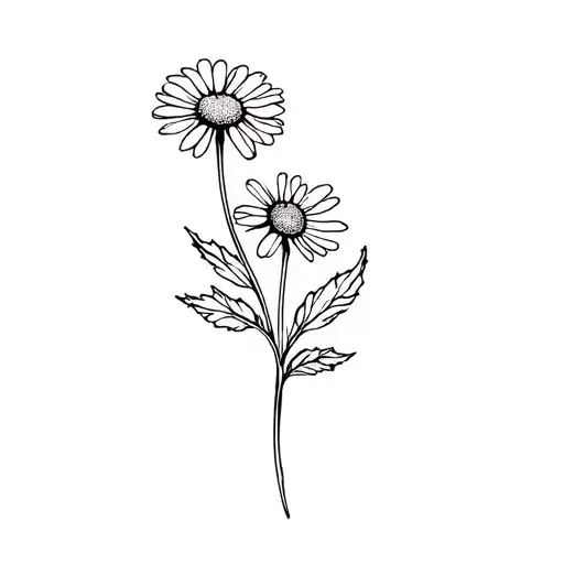 Chamomile Flower With Lines