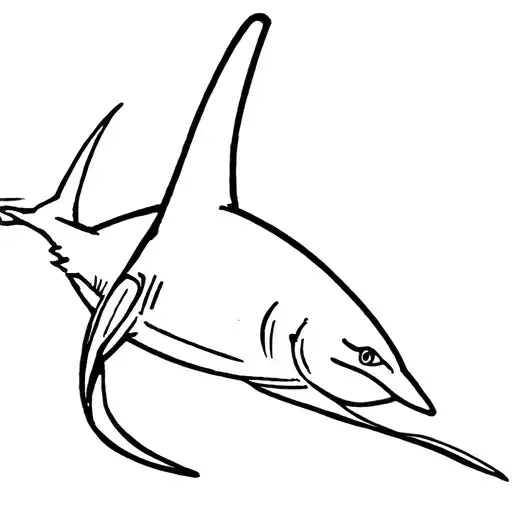 Thresher Shark
