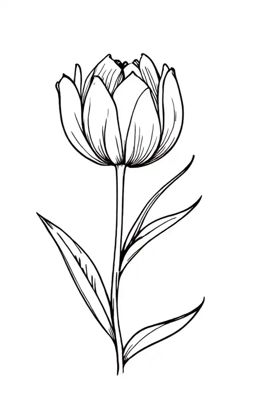 Tulip Flower