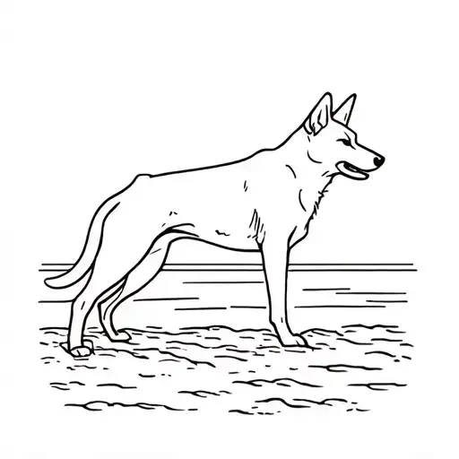 Dingo On The Beach