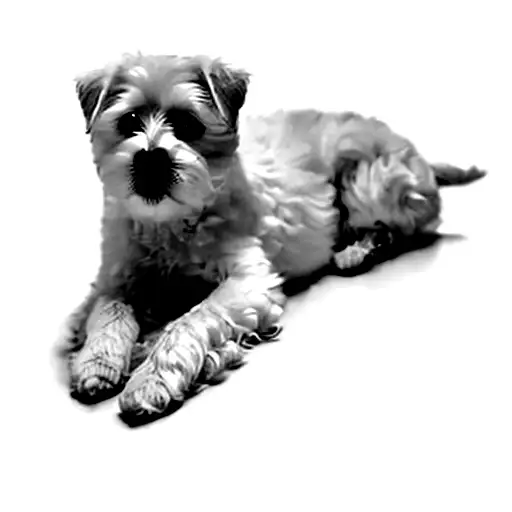 A White Dog Laying On A Black Background