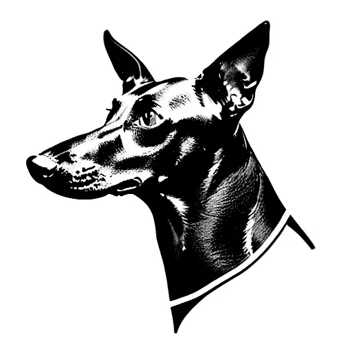 Black Greyhound With Pinky Collar