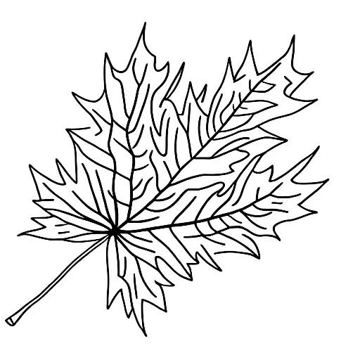 Maple Leaf