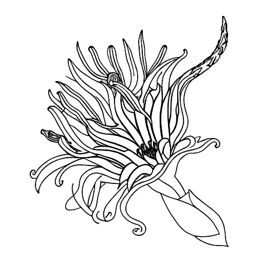 Flame Lily Flower And Protea Flower Intertwined