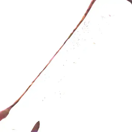 Lily Of The Valley And Larkspur