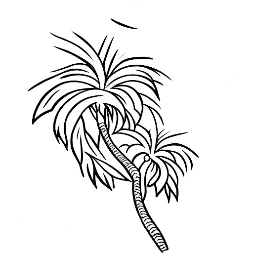 Palm Tree