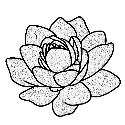 Water Lilly And Rose