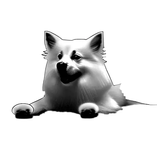 A White German Spitz Dog