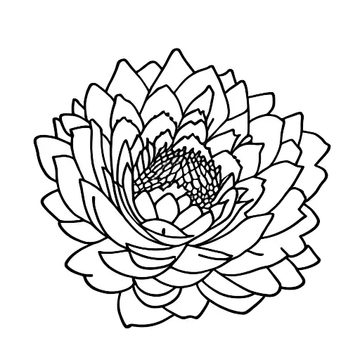 Carnation Water Lily And Cosmos