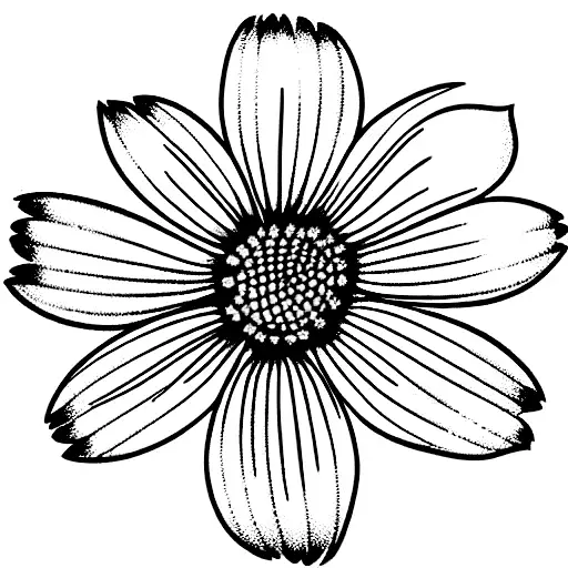 Daisy Carnation Cosmos