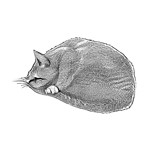 A Cat Sleeping On A Black Background