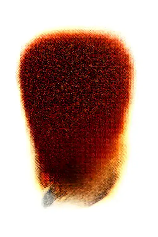 Medevil Dragon Wrapped Loosely