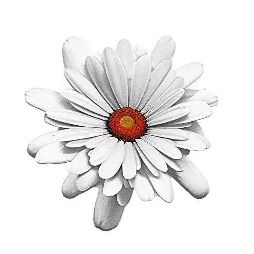 Daisy Flower And Rose