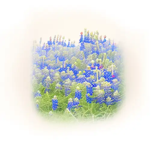 Texas Bluebonnets Field