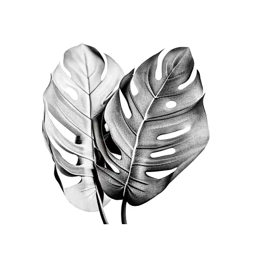 1Monstera Leafs Ferns Elephant Ears Foliage Folding Over