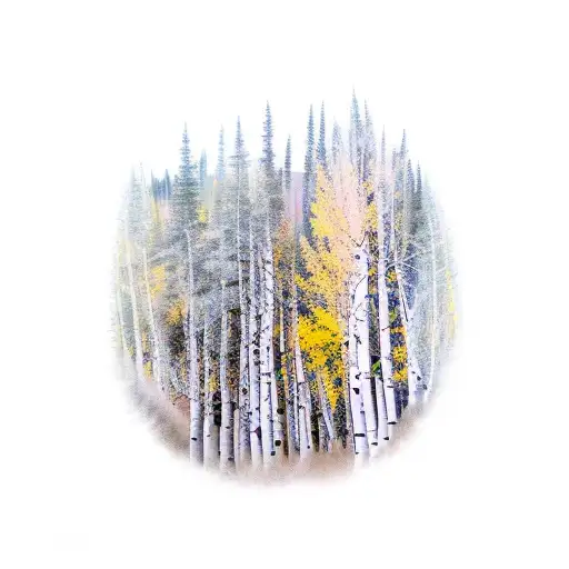 Lower Forearm Half Sleeve Of Aspen Trees On A Mountain Going Through All The Seasons